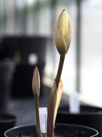 preview Amorphophallus schmidtiae Hett. & A. Galloway